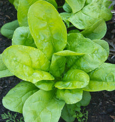 Monstrueux de Viroflay - Seedsplant