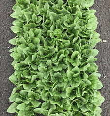 Seaside F1 - Seedsplant