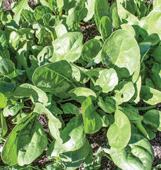 Yukon F1 - Seedsplant