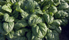 Space F1 Organic - Seedsplant