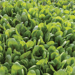 Red Tabby Spinach