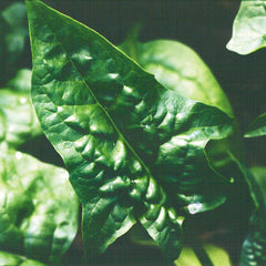 Bloomsdale Savoy Spinach