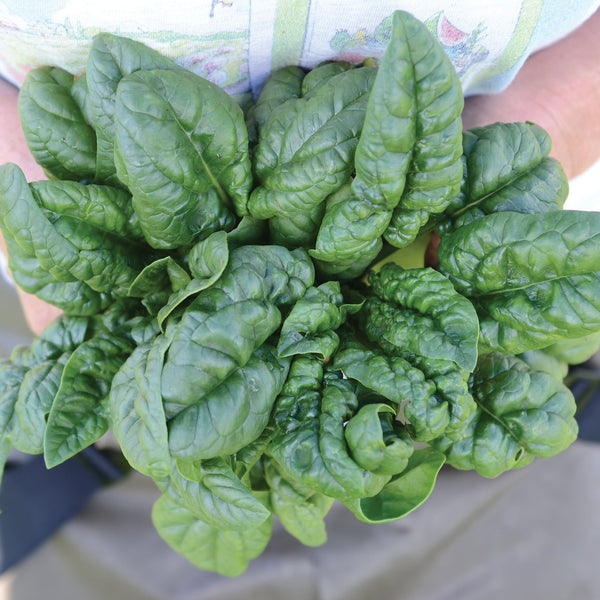 Bloomsdale Savoy Spinach