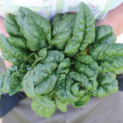 Bloomsdale Savoy Spinach
