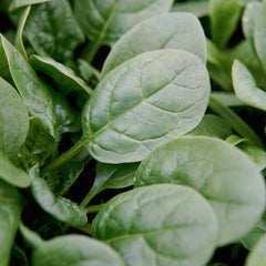 Patton Spinach