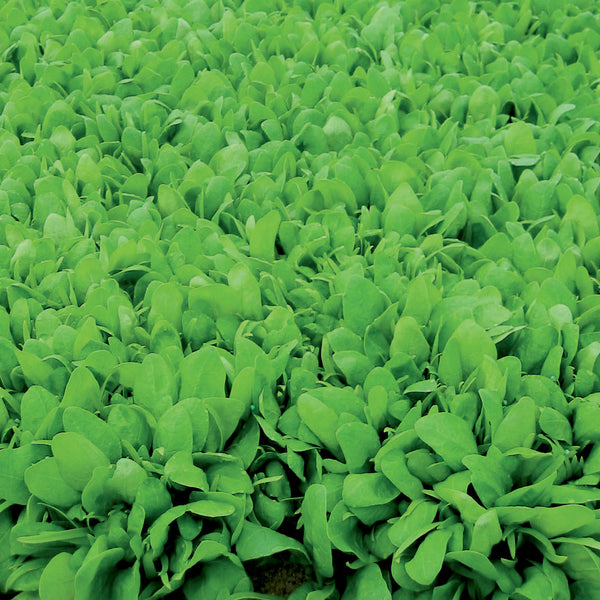 Renegade Spinach