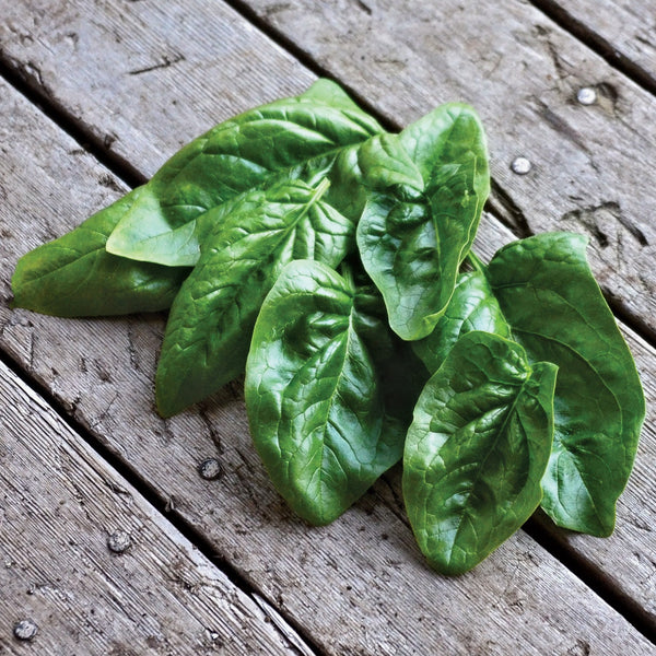 Giant Winter Spinach