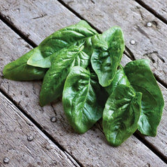 Giant Winter Spinach