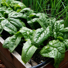 Palco Spinach