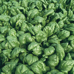 Palco Spinach
