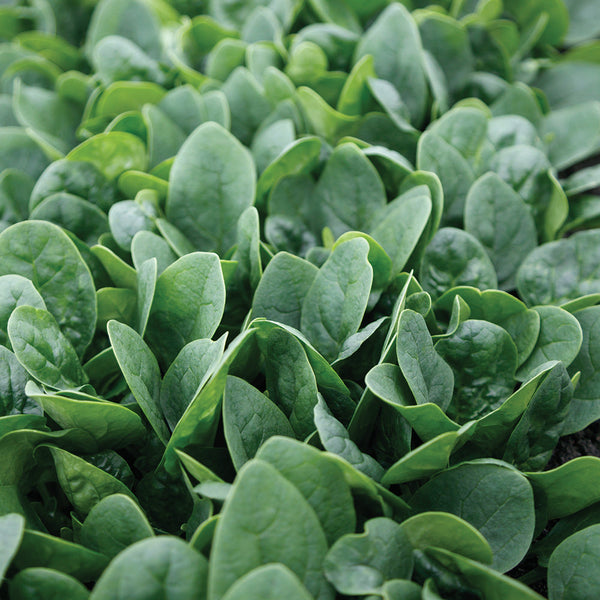 Tribute Spinach