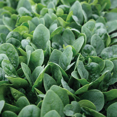 Tribute Spinach