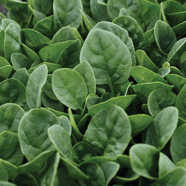Countryside Spinach