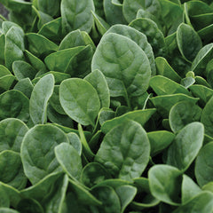 Countryside Spinach