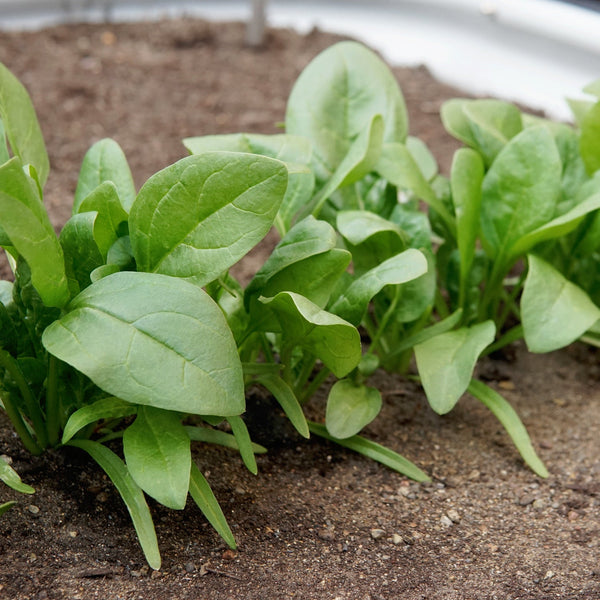 Imperial Valley Spinach