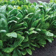 Imperial Valley Spinach