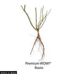 Red Ribbons® Ground Cover Rose Plant