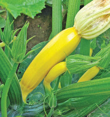 Goldy F1 Organic - Seedsplant