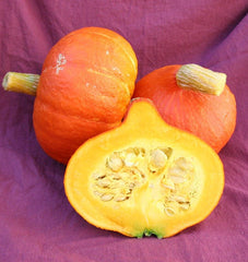 Uchiki Red Kuri Organic - Seedsplant