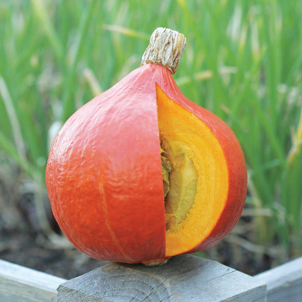 Uchiki Red Kuri Organic