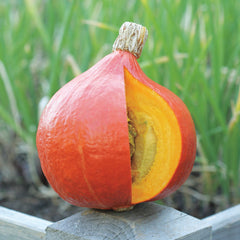 Uchiki Red Kuri Organic - Seedsplant