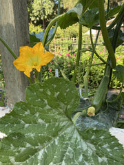 Ola Escaladora Organic - Seedsplant