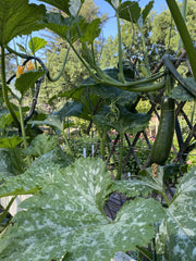 Ola Escaladora Organic - Seedsplant
