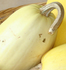 Vegetable Spaghetti Squash - Seedsplant