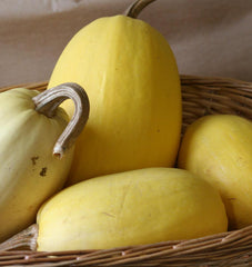 Vegetable Spaghetti Squash - Seedsplant