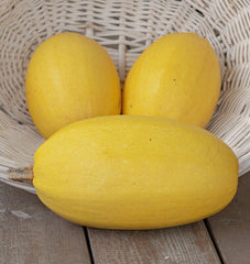 Vegetable Spaghetti Squash - Seedsplant