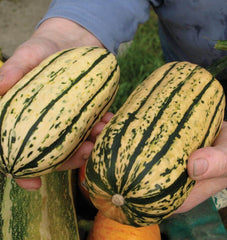 Delicata - Seedsplant