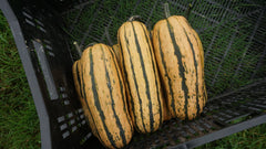 Honey Boat Organic - Seedsplant