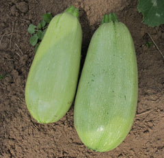 Magda F1 - Seedsplant