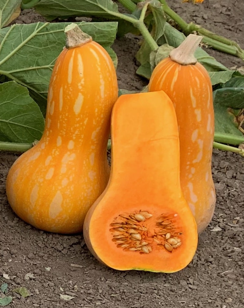 Autumn Gold F1 - Seedsplant