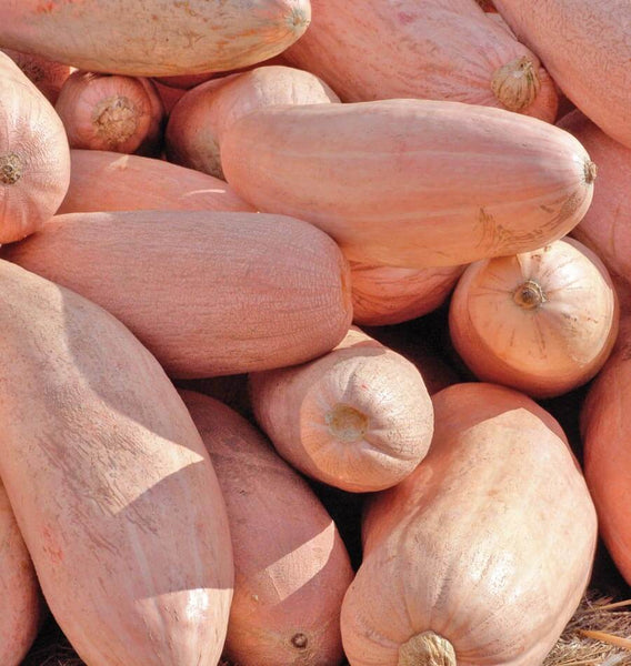 Jumbo Pink Banana