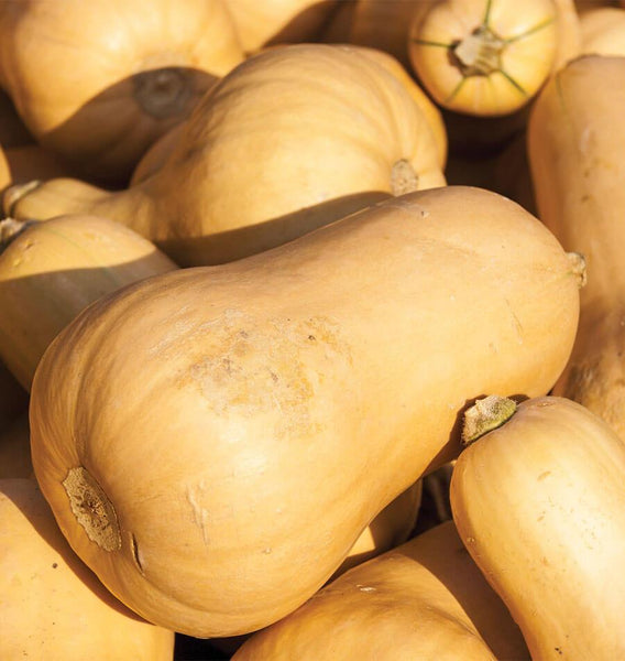 Victory Early Butternut