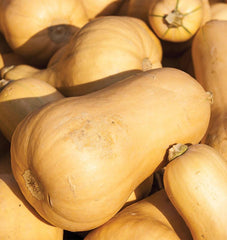Victory Early Butternut - Seedsplant
