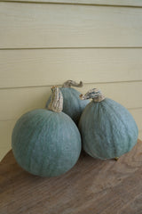 Baby Blue Organic - Seedsplant
