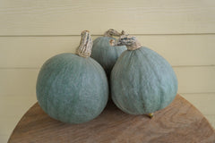Baby Blue Organic - Seedsplant