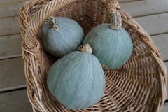 Baby Blue Organic - Seedsplant