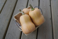 Butterbaby F1 Organic - Seedsplant