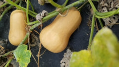 Butterbaby F1 Organic - Seedsplant