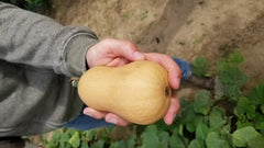 Butterbaby F1 Organic - Seedsplant