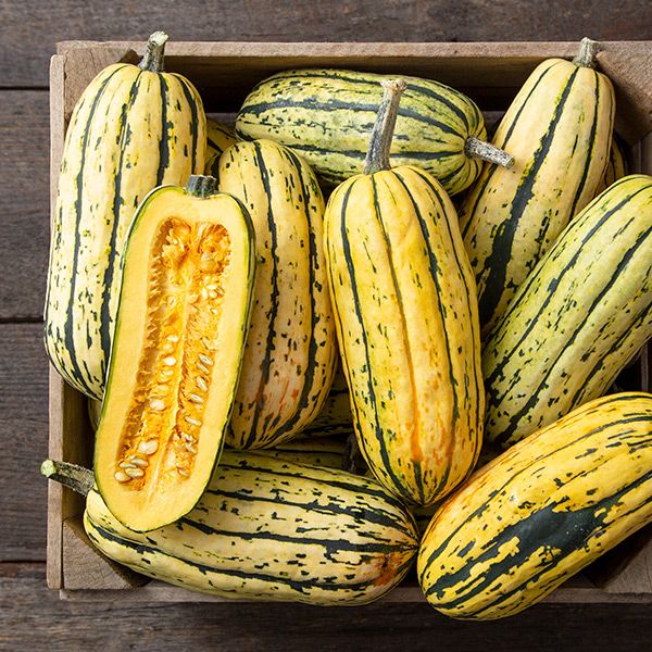 Bush Delicata Organic