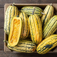 Bush Delicata Organic - Seedsplant