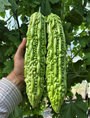 Green Pearl F1 - Seedsplant