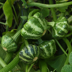 Green Lightning Summer Squash