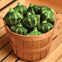 Green Lightning Summer Squash