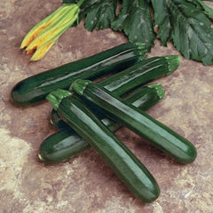Noche Summer Squash