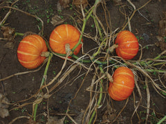 Orange Cutie F1